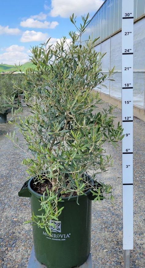 Olive 'Majestic Beauty' Bush - Magnolia Acre Co.