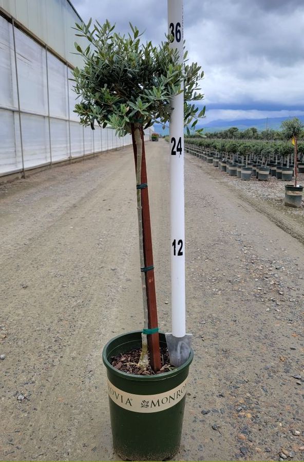Olive 'Little Ollie' Patio Tree Standard - Magnolia Acre Co.