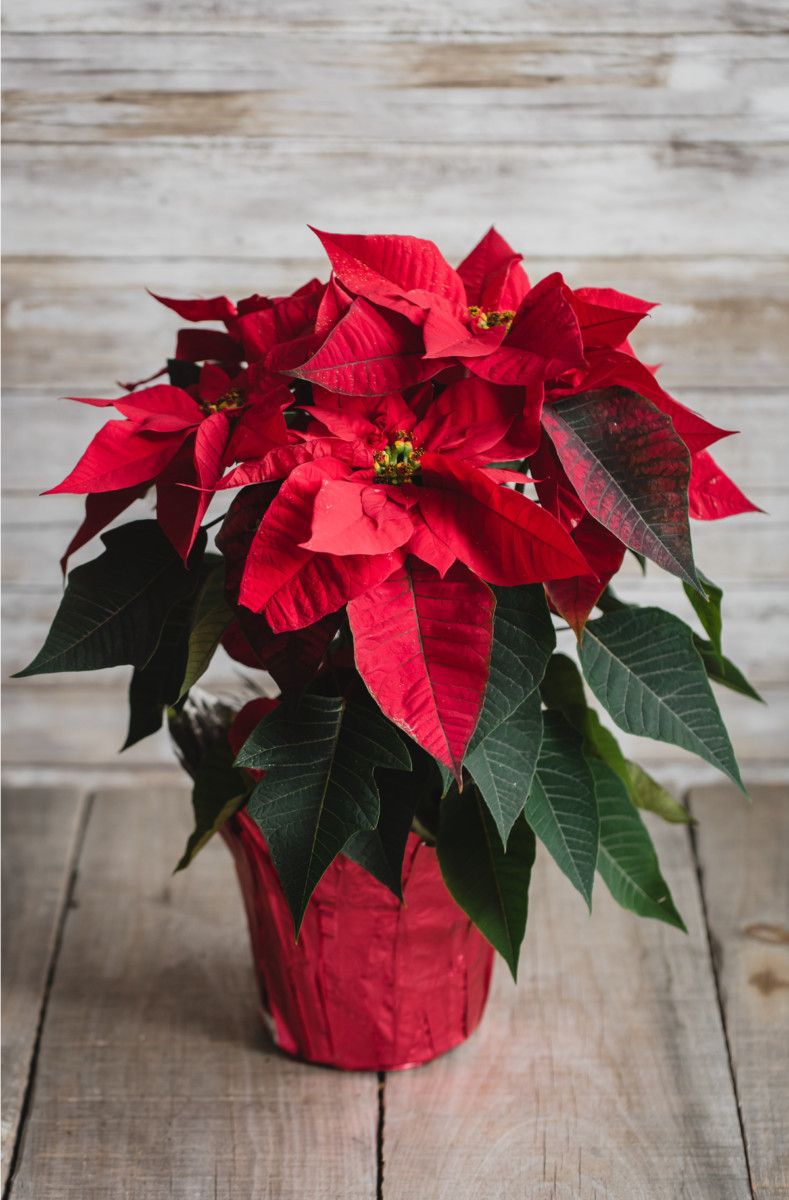 6" Poinsettias (3 Colours) - Magnolia Acre Co.