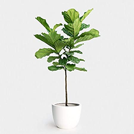 Ficus- Lyrata Standard - Magnolia Acre Co.