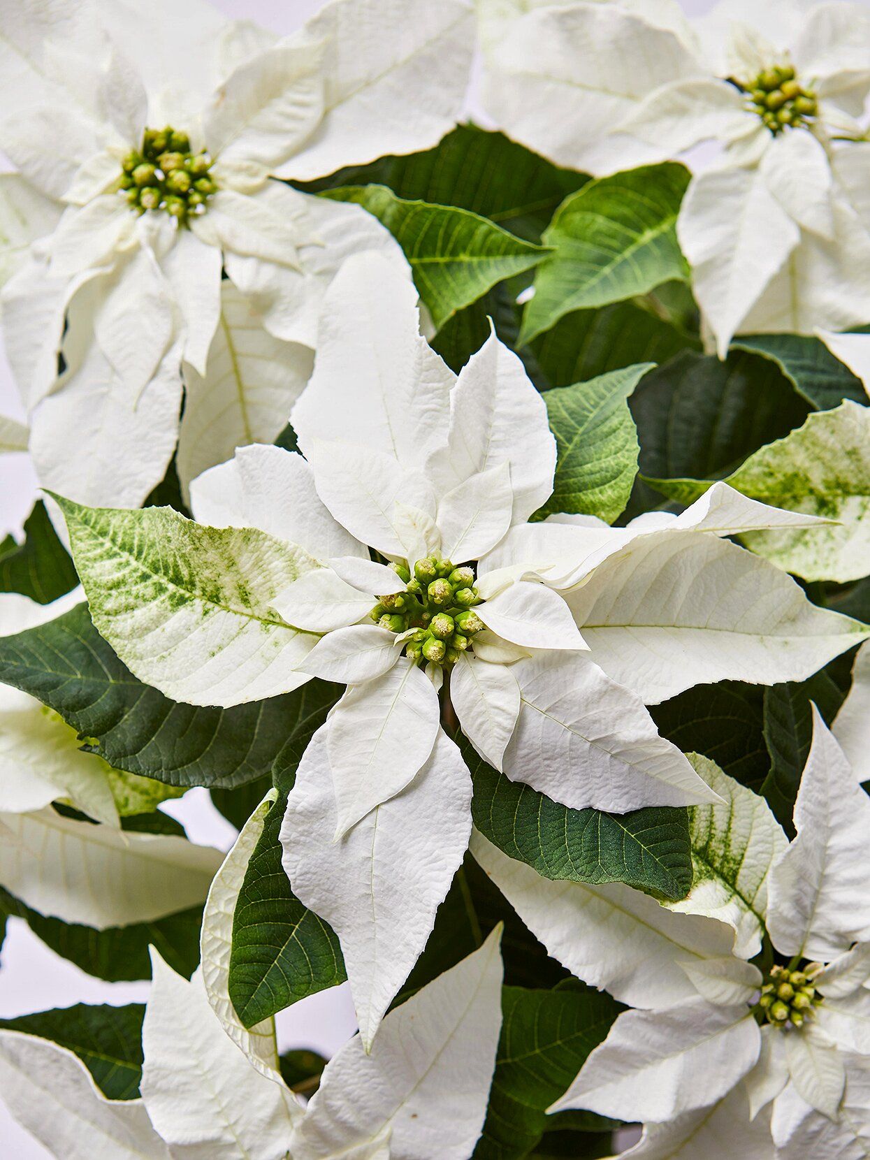 6" Poinsettias (3 Colours) - Magnolia Acre Co.