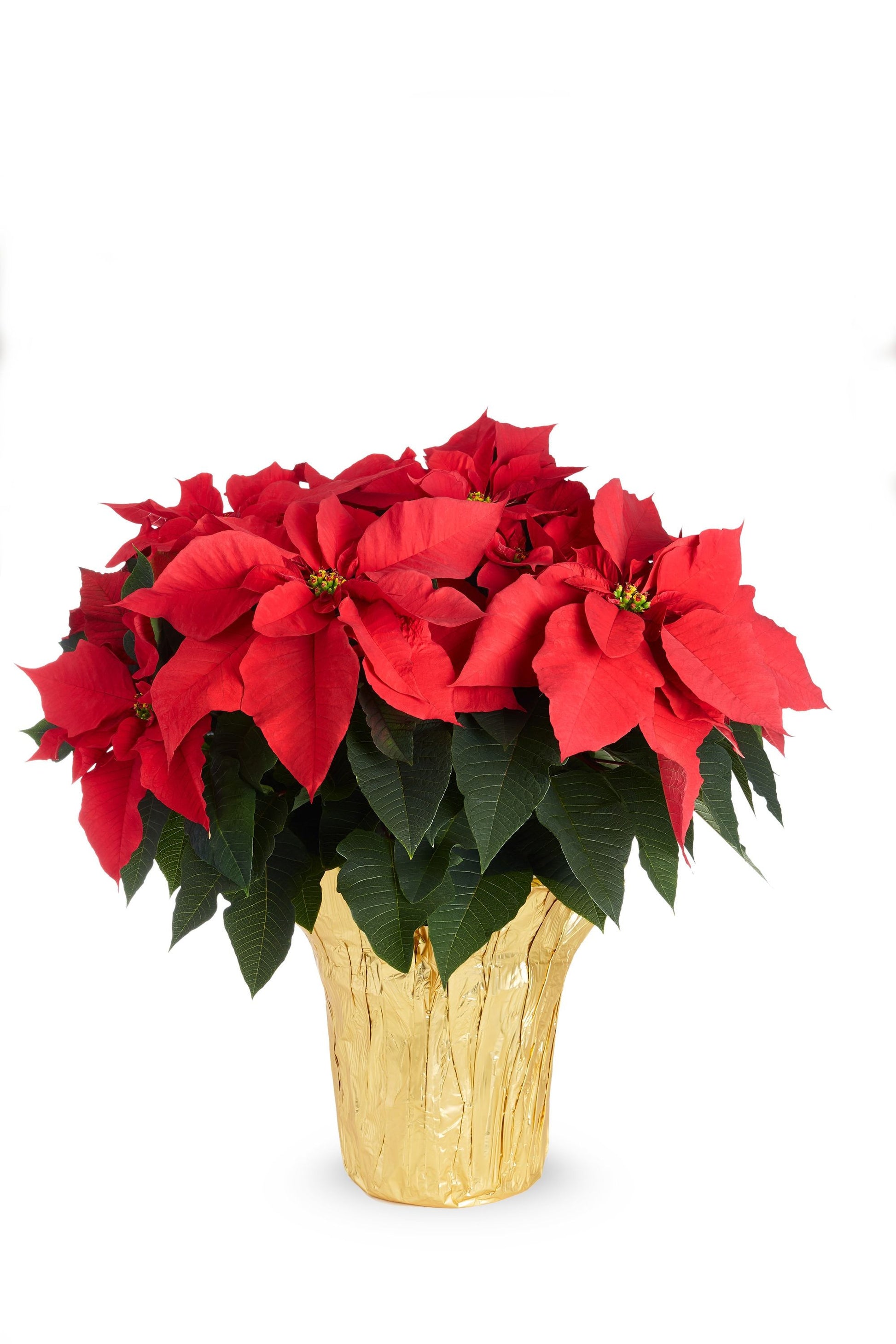 6" Poinsettias (3 Colours) - Magnolia Acre Co.