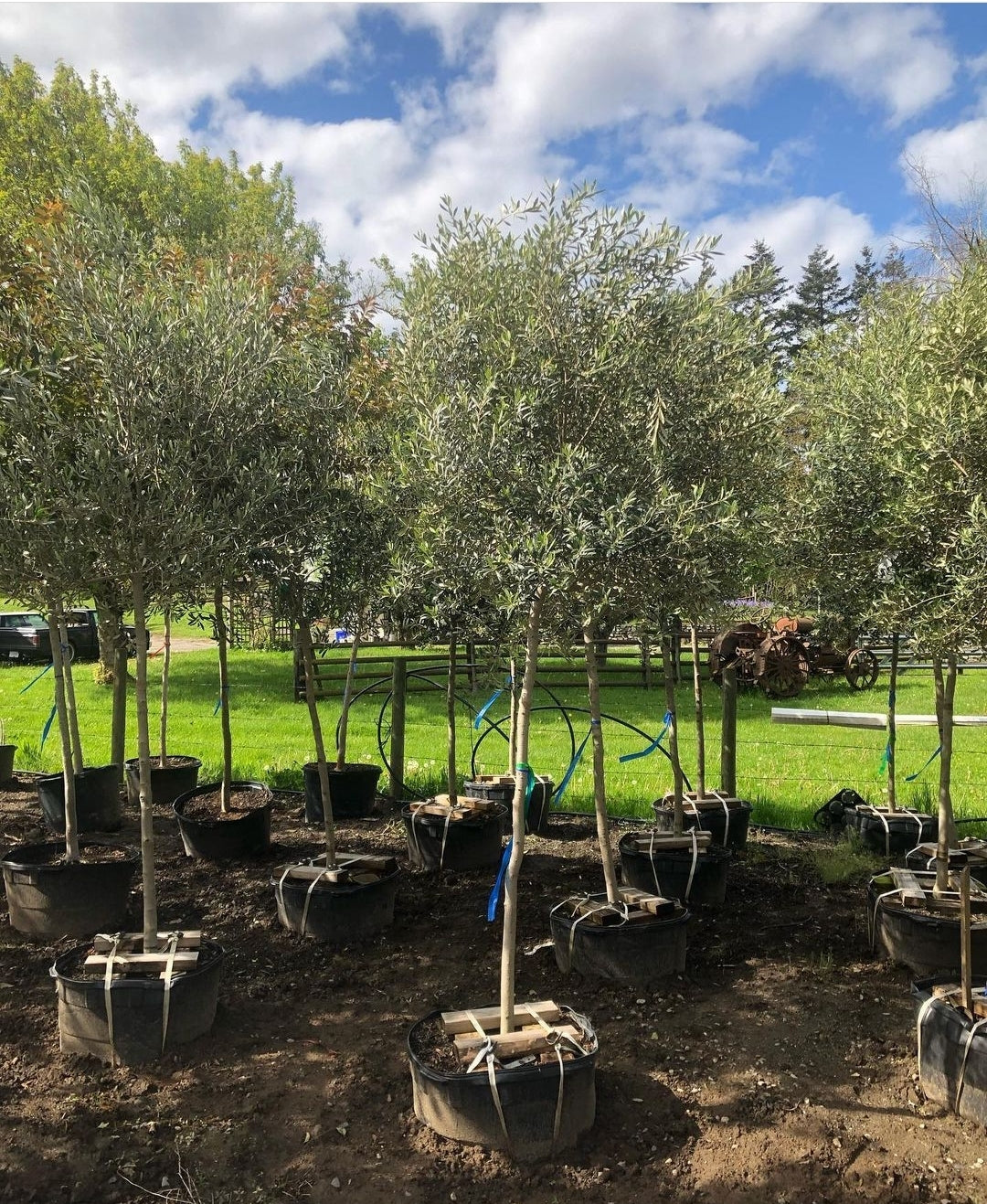 Large Olive Tree Standard Form - Magnolia Acre Co.
